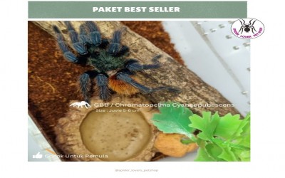 PAKET BEST SELLER - CHROMATOPELMA CYANEOPUBESCENS / GBB